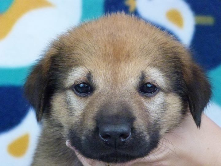 chinook puppy